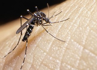 ¿Debería España preocuparse por el Zika?